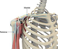 Shoulder Anatomy